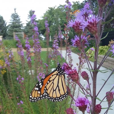 A monarch butterfly sitting on a purple flower.