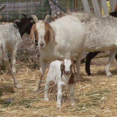 Baby goat and mother