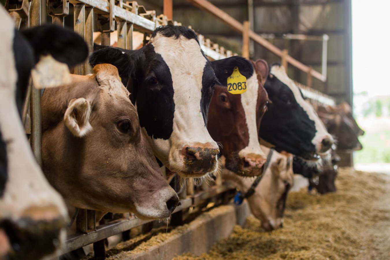 Rosemary compound may help postpartum dairy cows | South Dakota State  University