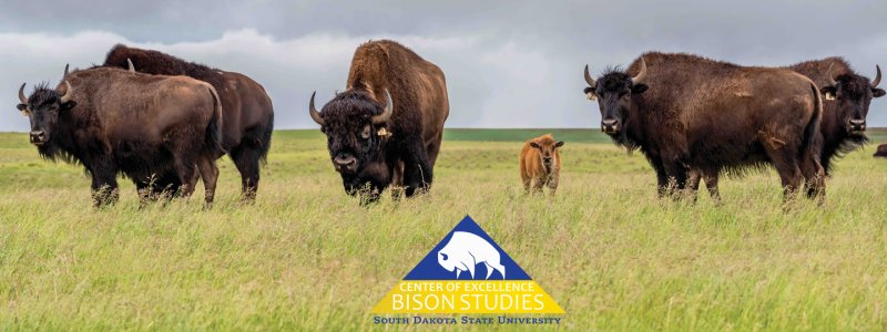 Center of Excellence for Bison Studies South Dakota State University 