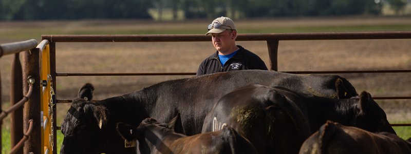 image of man with beef cattle