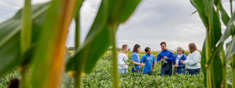 students in a soybean field 