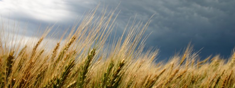 Wheat_Field