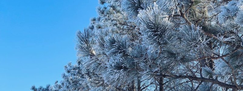 Frost Pine trees 