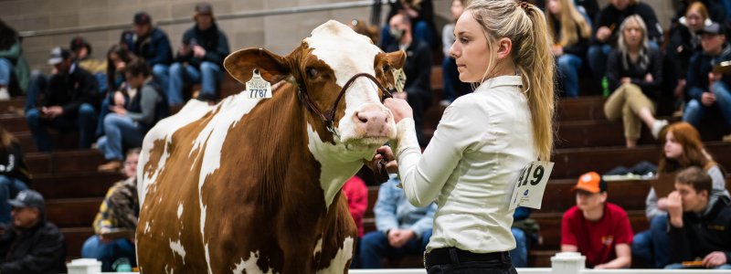 Student showing a cow during 99th Little I