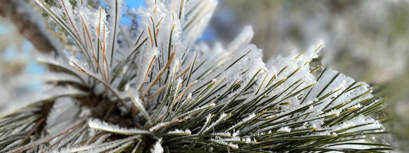 close up of ponderosa pine with white frost on the needles