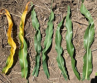 Nitrogen deficiency symptoms in corn