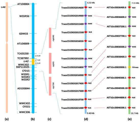 Candidate genes in the Lr42 region in wheat and Ae. tauschii