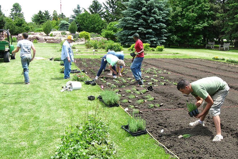 volunteer planting flowers