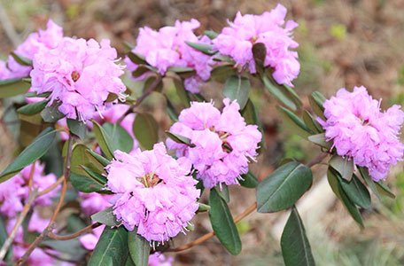 Azalea & Rhododendron Collection photo 1