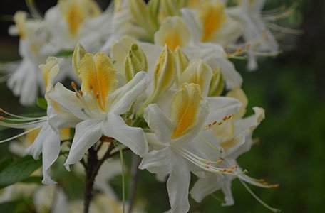Azalea & Rhododendron Collection photo 2