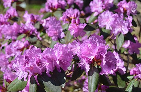 Azalea & Rhododendron Collection photo 4