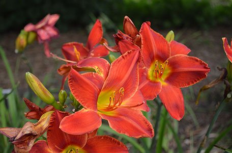 Daylily Collection 