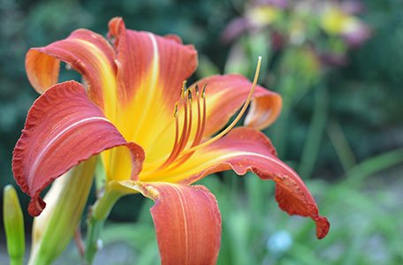 Daylily Collection 
