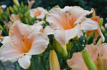Daylily Collection 4