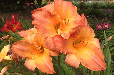 Daylily Collection photo 8
