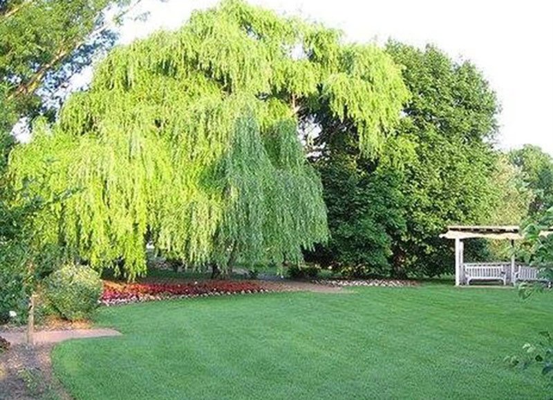 garden with willow tree