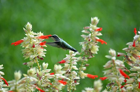 Hummingbird Garden photo 1