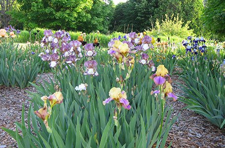 Iris Garden photo 1