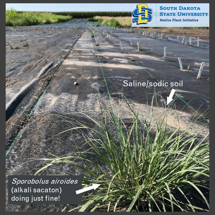 Research on using native plants to restore salt-impacted soils