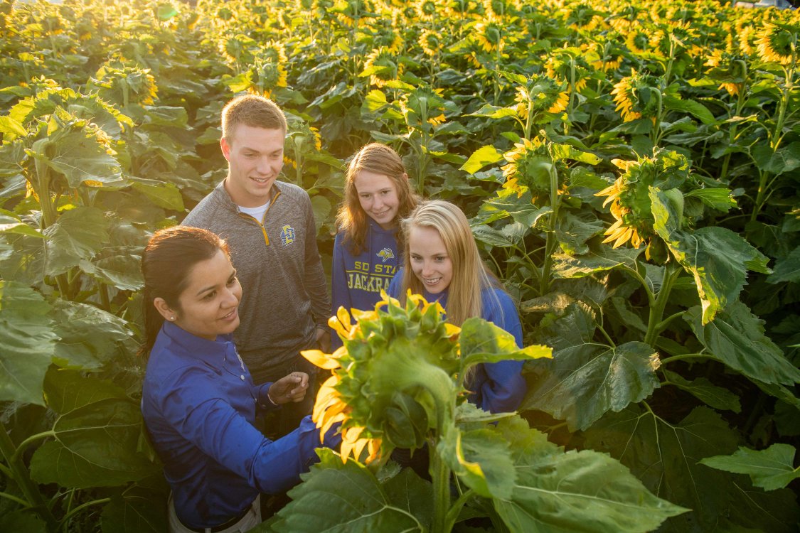 students in a sunflower field 