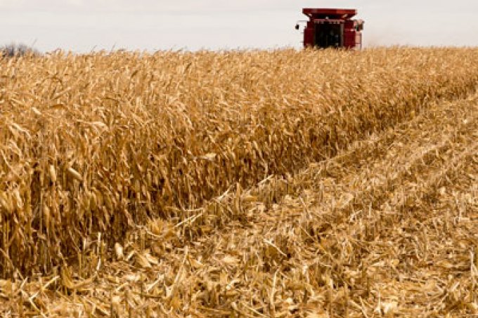 corn field being harvested