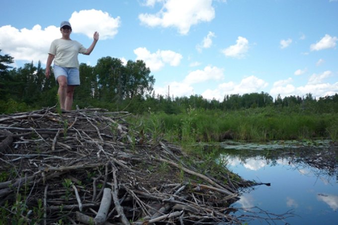 Carol Johnston, who won an award from the International Association for Landscape Ecology, stands on a beaver lodge in a northern Minnesota wetland.