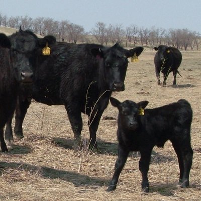 Black calf on pasture next to 2 mother cows