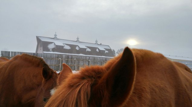 Horses and snow at the Horse Unit