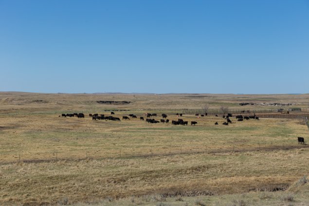 Antelope Range and Livestock Research Station