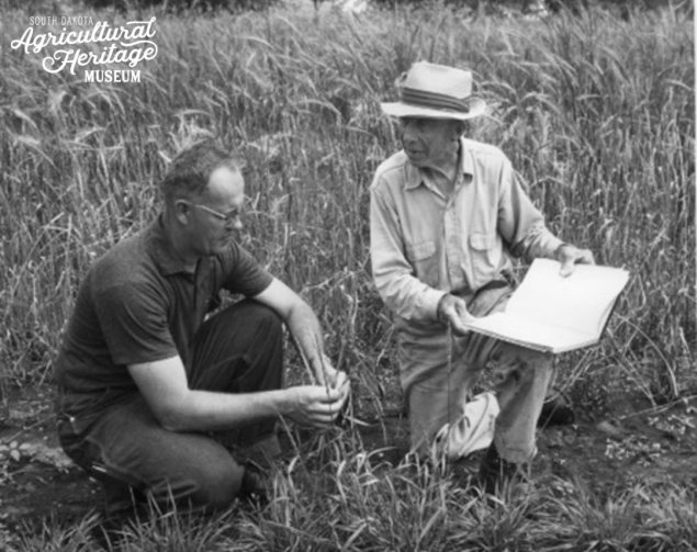 1981:082:0009C Ralph Sorenson (left) and John Overby (right) kneeling in a field of wheat.