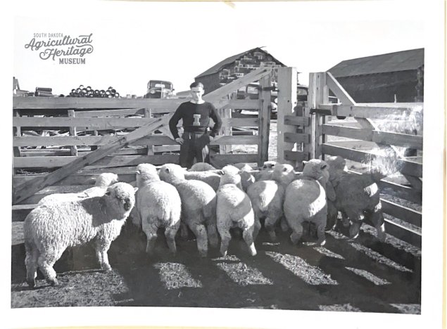 23:9:22 Black and white picture of a young man with multiple sheep in a holding pen.