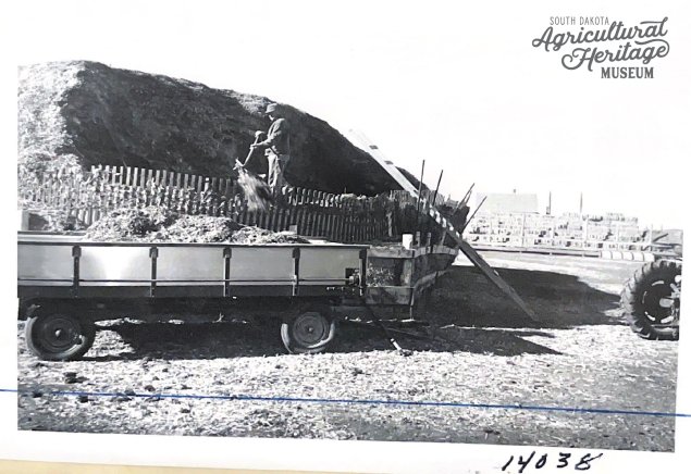 Black and white photo of a man loading silage into a feed wagon.
