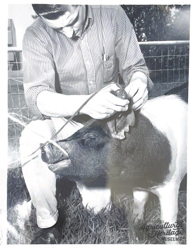 Man kneeling in grass using a clipper to trim hair around a pig's ear.