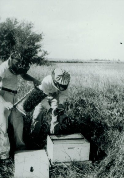 TBT Bee keepers