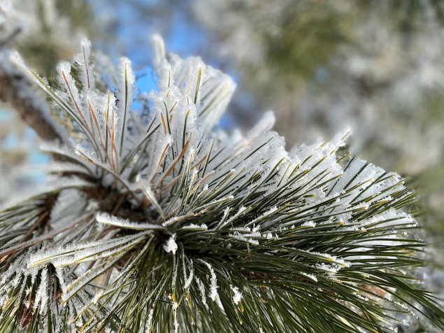 close up of ponderosa pine with white frost on the needles