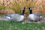 2 geese decoy sitting in the grass