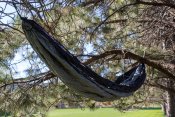 Grey hammock between 2 pine trees