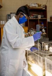 Doctoral student Augustina Osabutey pulls sample of the algae-swine manure mixture from the photobioreactor.