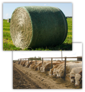 "image of hay bale and cows feeding"