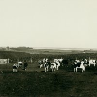 Holstein Cattle in Hamlin County, SD