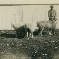 N.E. Hansen and three tail-less sheep