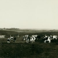 1979:021:003 Hamlin County dairy herd, ca. 1924.