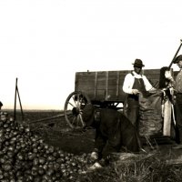 1979:021:012 Sacking potatoes, Hamlin County ca. 1924