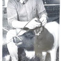 Man kneeling in grass using a clipper to trim hair around a pig's ear.