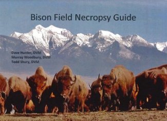Herd of Bison facing you with snow capped mountains in the background.