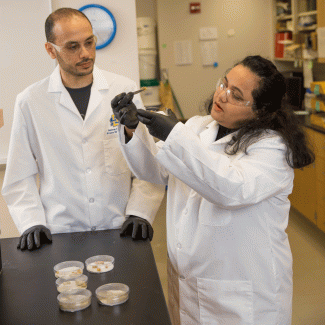 Doctoral candidate Ahmad Alhomodi, left, and assistant professor Bishnu Karki of South Dakota State University’s Department of Biology and Microbiology examine soybeans inoculated with two different edible fungi. The pathogens stress the beans so they produce glyceollins, which have antimicrobial properties.
