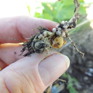 hand holding nodules from the roots of a pea plant