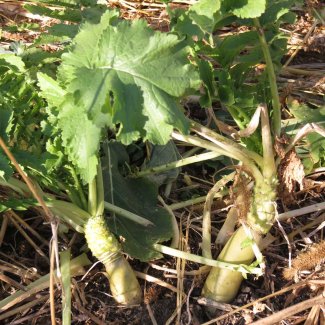 Daikon radish in the ground among crop residue