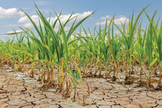 drought stressed corn